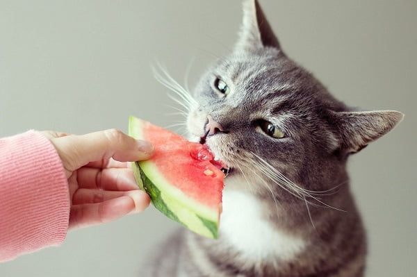A Simple Key For Can cats eat watermelon Unveiled Chillax Digital