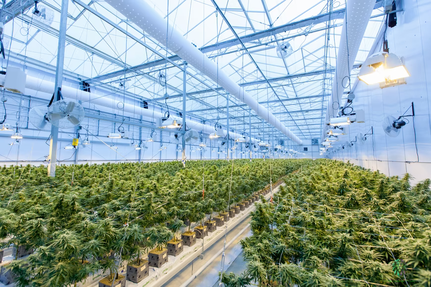 A Complete Guide for Growing Marijuana 1